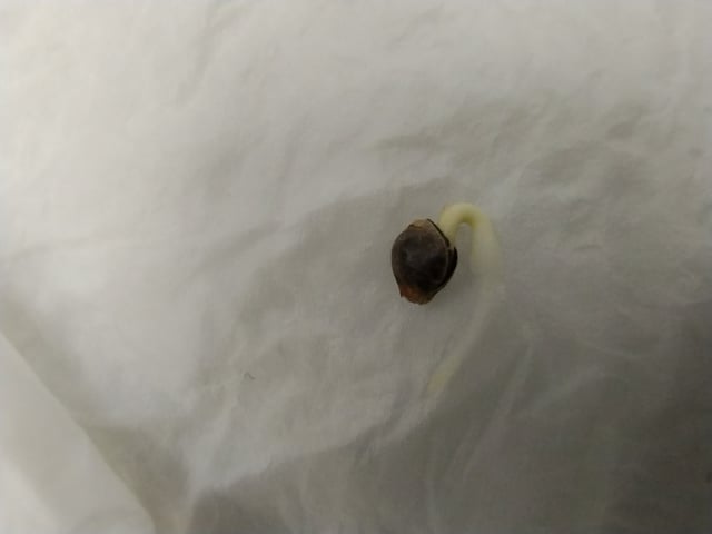 Round 2🥊 — germination, day 5