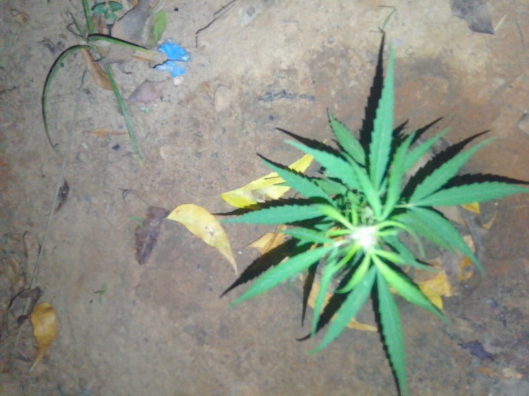 Skunk