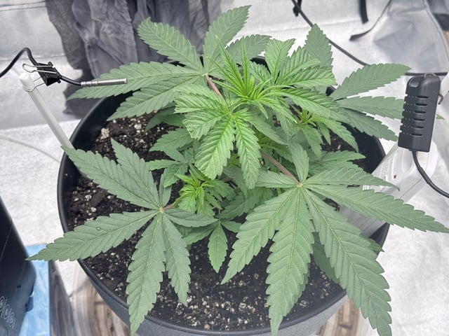 Blue Dream Grow — vegetative, day 8