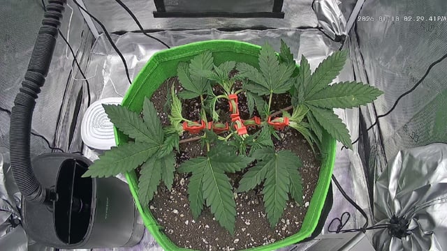 FastBuds Photo-Lemon Mandarin  — vegetative, day 33