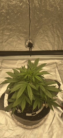 #001 - 3WOK — vegetative, day 4