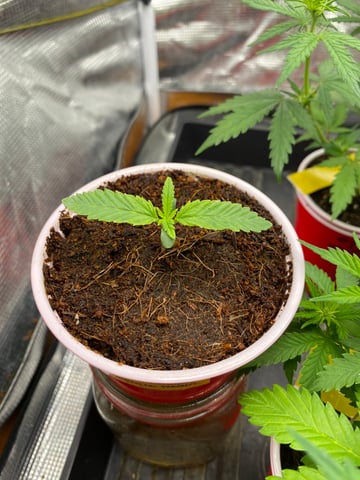 blackberry marshmallows  — seedling_rooting, day 10