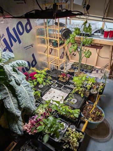 See what grows — vegetative, day 63