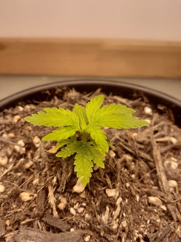 Sub Zero#12 Photoperiod Grow — seedling_rooting, day 36
