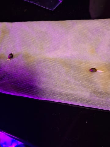 Ak-47 (Fast Verison) and pine Auto  — germination, day 2