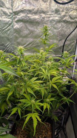 Grow 3 — vegetative, day 47