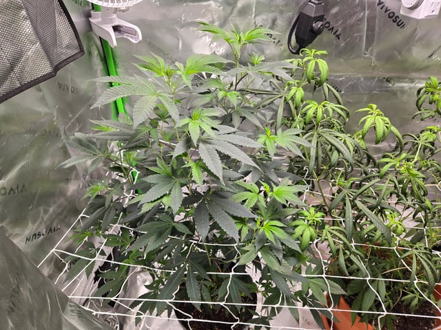 Evermore clones — flower, day 44