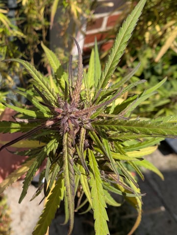 outdoor — flower, day 164