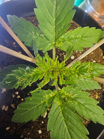 blue cheese  — flower, day 1