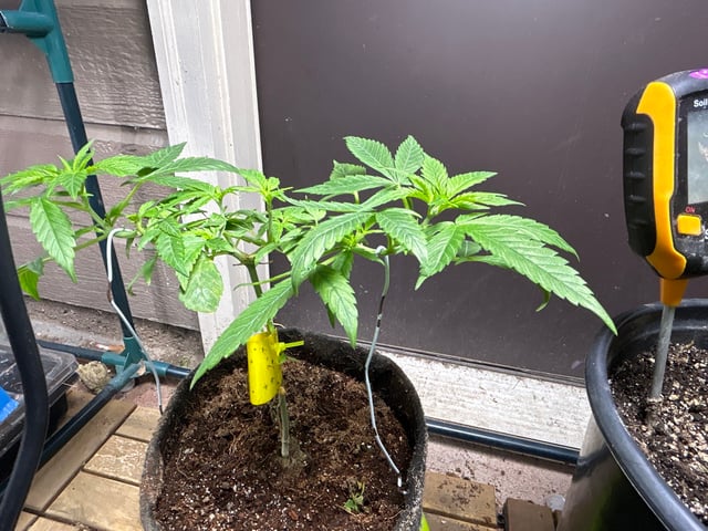 first indoor tent grow — vegetative, day 75