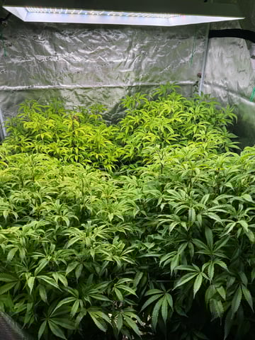 5x5 — flower, day 11