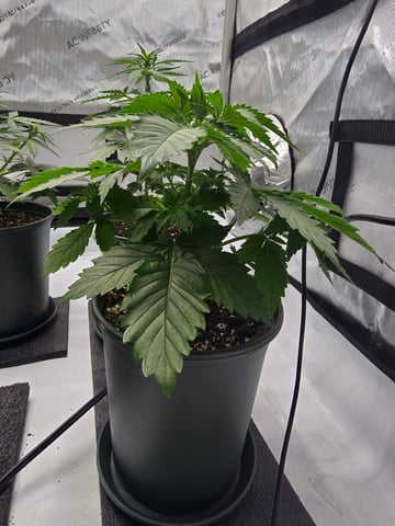 Homegrown - 🍒 🥧 & GSC Auto, 🚀 Seeds 🍌 Buttercups  — flower, day 29