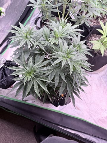 4’x8’ Grow1 — vegetative, day 50