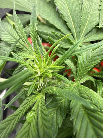 Gorilla Cookies 2nd Try — flower, day 43