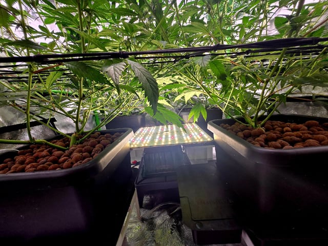 Funk Mountain 2 — flower, day 33