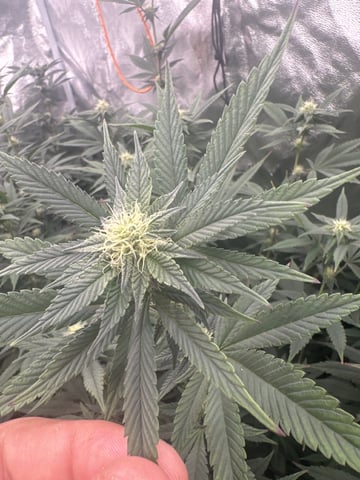 Second Indoor (all Clones) — flower, day 58