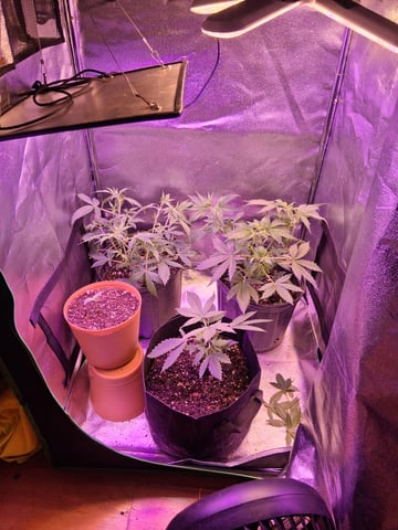 My Girls — vegetative, day 8