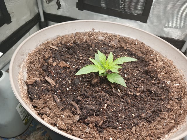2nd Grow 2026  — vegetative, day 18