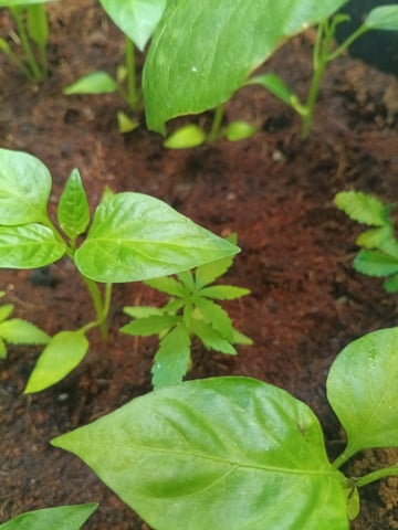 OG KUSH — vegetative, day 44