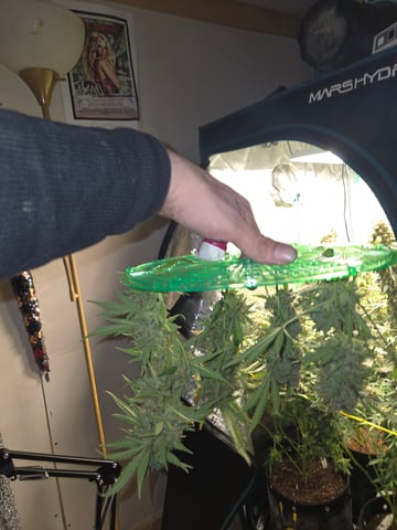 Gurilla Glue #4 × Samsquatch autos — flower, day 93