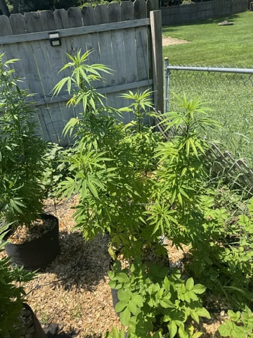 Outdoor 26 — vegetative, day 10