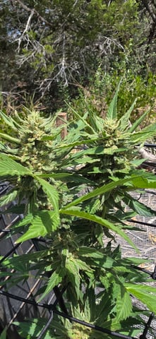 first grow — flower, day 1