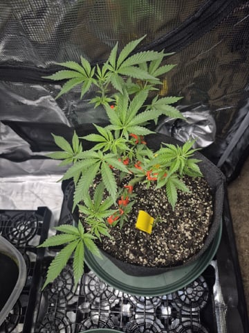 Grow 1 2026 Gelato Rainbow Sherbert  — vegetative, day 47