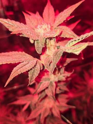 4 strains in 1 tent — flower, day 107