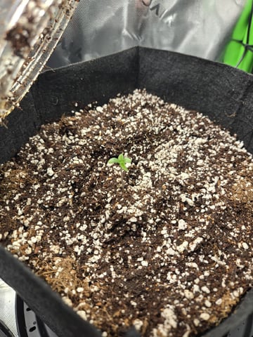 lemon cherry cookies auto — seedling_rooting, day 8