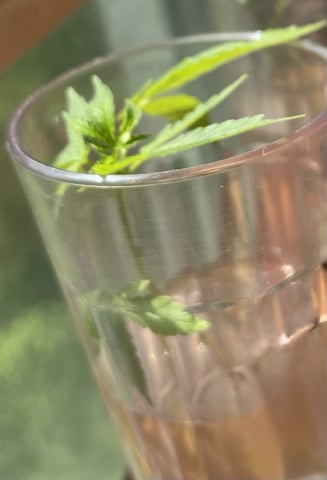 Banjo Clones — vegetative, day 1