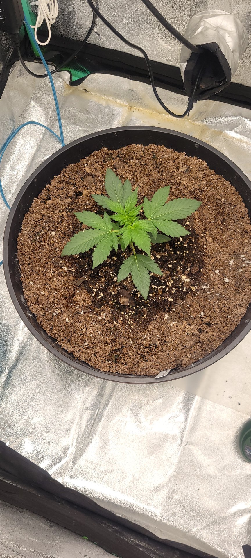banana purple punch auto