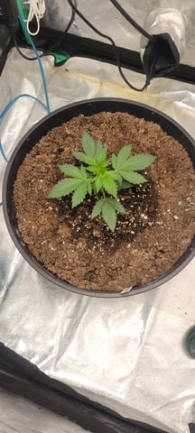 banana purple punch auto — vegetative, day 1