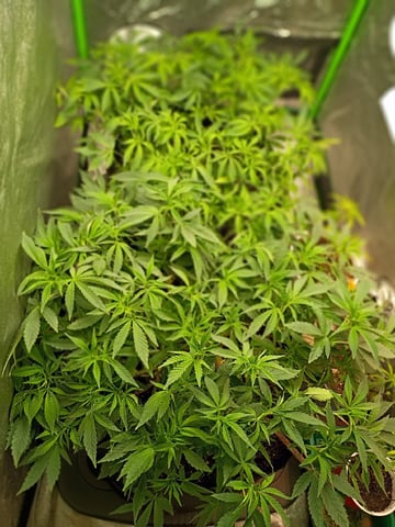 Purple Plum Perfect 💜 & 2 Grape Runtz 🍇 Mainlining garden.  — vegetative, day 163