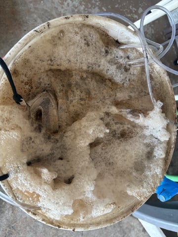 Roadkill Skunk — vegetative, day 19