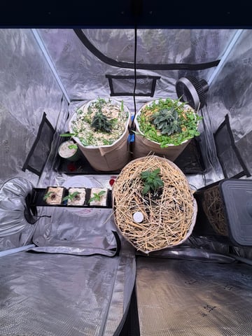 1.75 — vegetative, day 13