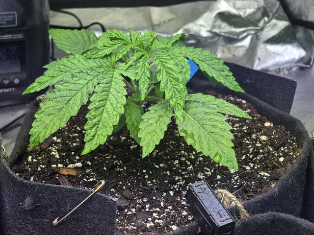 Autos AGAIN — vegetative, day 20