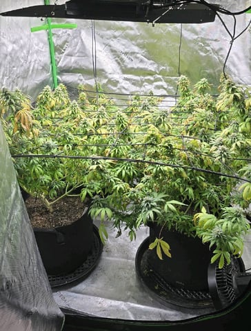 This grow may be interesting! — flower, day 158