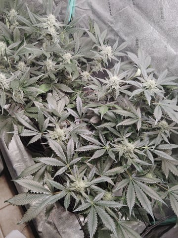 LSD Auto — flower, day 37