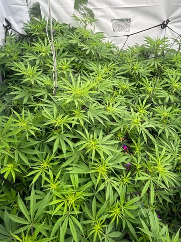 zunami s1 grounded genetics  — flower, day 48