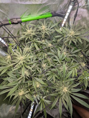 Cinderella 99 — flower, day 86