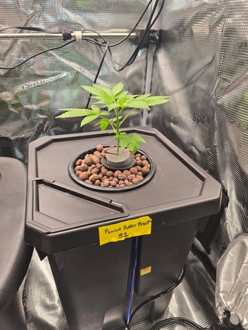 Hydroponic Photos — vegetative, day 2