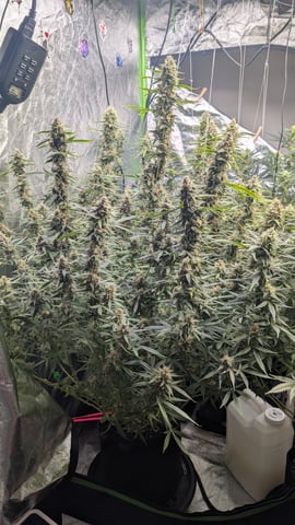 Strawberry Cheesecake Seedsman Seeds Autoflowers x2 — flower, day 77