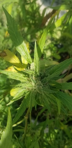 n.richard — flower, day 1