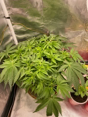 blackberry marshmallows  — vegetative, day 44