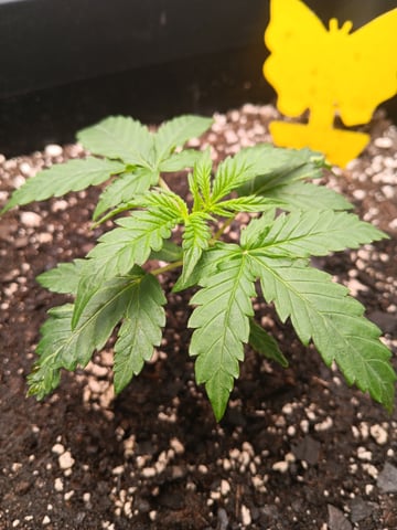 Blueberry auto — vegetative, day 19