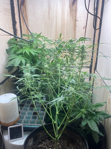 Ak-47 (Fast Verison) and pine Auto  — vegetative, day 38