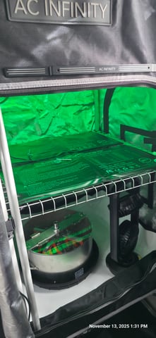 Girl Scout Cookies  — germination, day 1