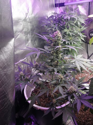 AWC  — flower, day 61