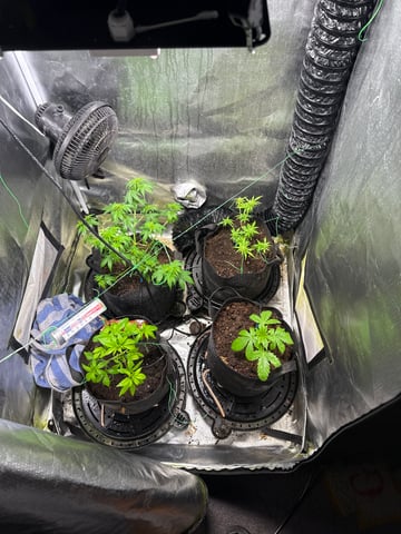 apple fritter/ Cinderella  — auto, day 8