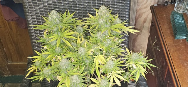 Blueberry  — flower, day 89